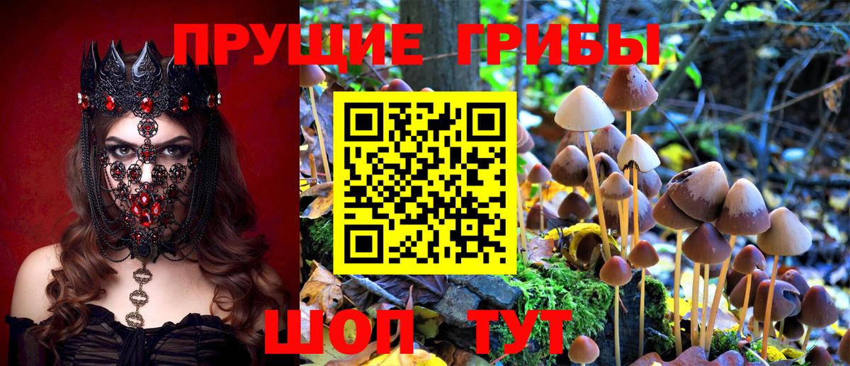 Чита  Галлюциногенные грибы GOLDEN TEACHER  наркота  Вход с VPN 